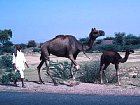Camels on roadside
