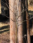 seedling and tree