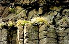 Isle of Staffa